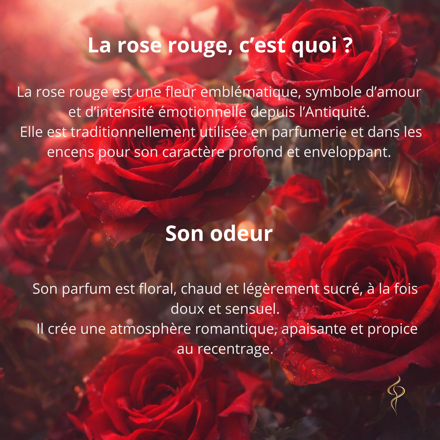 Cones d'encens à reflux Golden Nag – Rose rouge